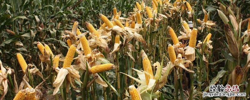 松科709玉米品种介绍 松科709玉米怎么样