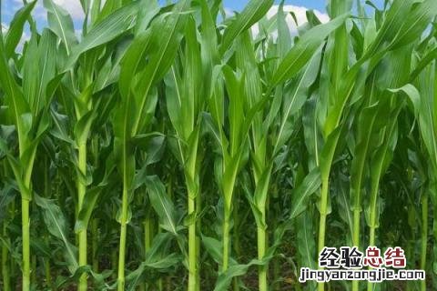松科709玉米品种介绍 松科709玉米怎么样