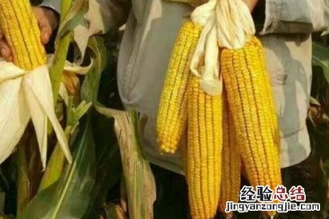 松科709玉米品种介绍 松科709玉米怎么样
