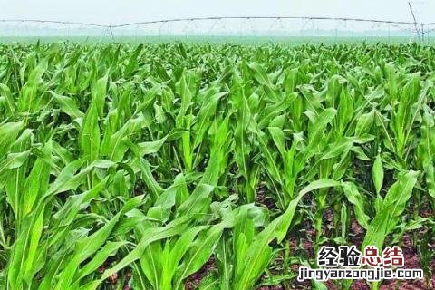 松科709玉米品种介绍 松科709玉米怎么样