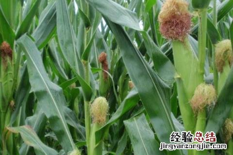 航星188玉米品种介绍 航星188玉米品种审定公告