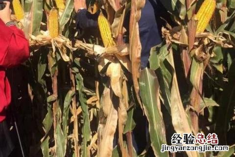 辽单575玉米品种介绍 辽单577玉米种子