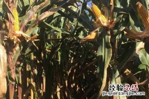 辽单575玉米品种介绍 辽单577玉米种子