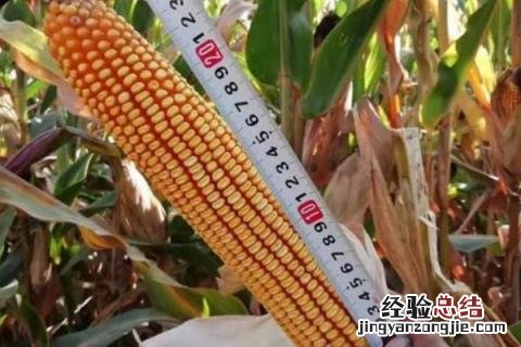 辽单575玉米品种介绍 辽单577玉米种子