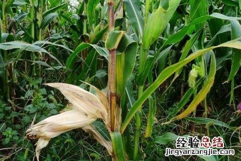 京科999玉米品种介绍 丰大京科999玉米品种介绍