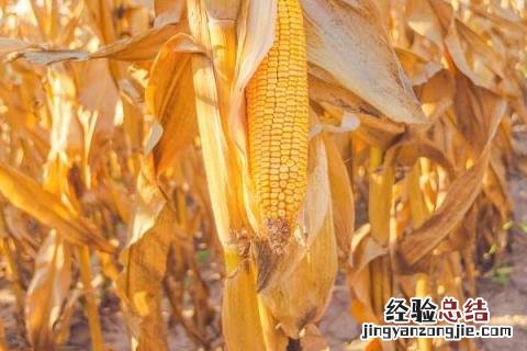 京科999玉米品种介绍 丰大京科999玉米品种介绍