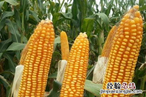 京科999玉米品种介绍 丰大京科999玉米品种介绍