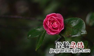 秋海棠的传说 秋海棠百度百科