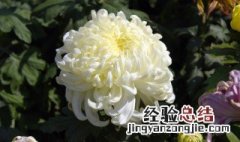 白菊花的传说 白菊花的故事