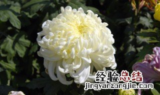 白菊花的传说 白菊花的故事