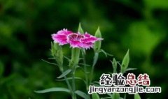 石竹的传说 竹石相关故事