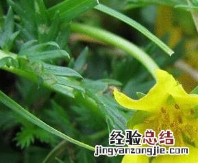 委陵菜可以吃吗 委陵菜怎么吃