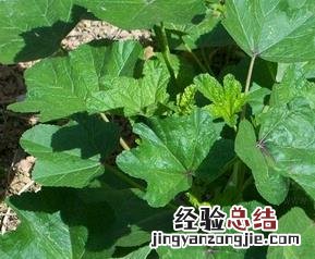 冬葵的功效与作用 冬葵的功效与作用图片