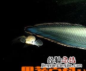 黑龙鱼好养吗 黑龙鱼怎么养