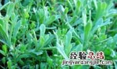 新鲜艾草怎么吃好 新鲜艾草怎么做来吃