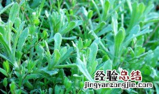 新鲜艾草怎么吃好 新鲜艾草怎么做来吃