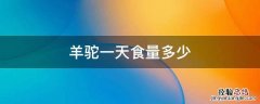 羊驼每天吃什么 羊驼一天食量多少