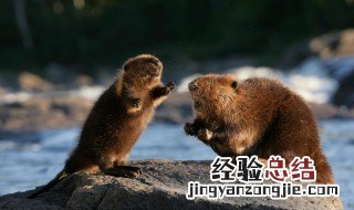 海狸是哪个国家的国宝 海狸的生活习性