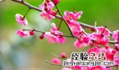 梅花有哪些精神 梅花的精神有哪些