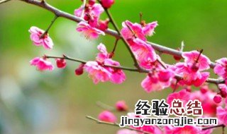 梅花有哪些精神 梅花的精神有哪些
