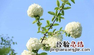 真正的琼花 琼花的传说