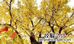 银杏的传说 银杏的传说故事