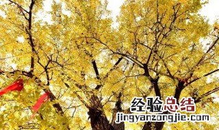 银杏的传说 银杏的传说故事