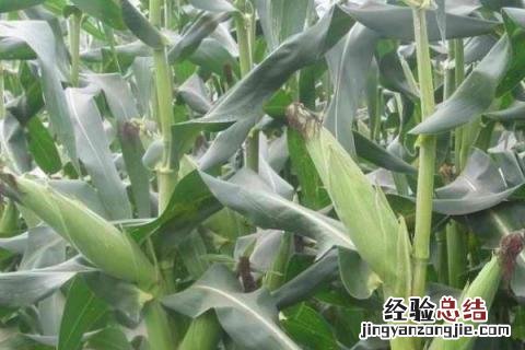 冠玉57玉米品种审定 冠玉137玉米品种介绍