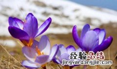 关于番红花的传说 番红花又叫什么花