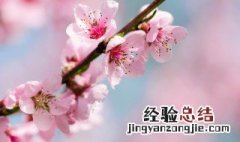 碧桃花的传说 碧桃花是桃花吗
