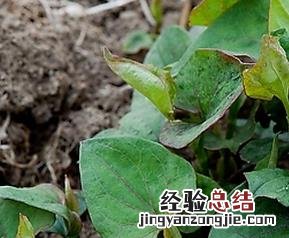 蕺菜的营养价值与功效 葓菜的营养