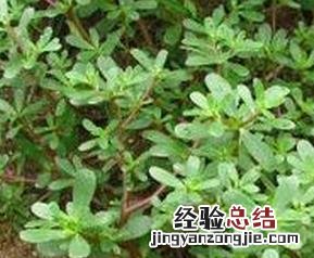 马齿苋能治疗哪些疾病 马齿苋能治疗什么病