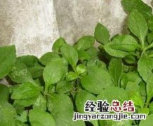 遏蓝菜副作用 遏蓝菜的营养价值与功效