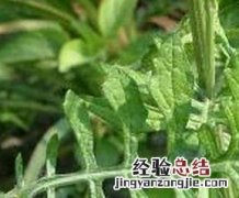 泥胡菜的营养价值与功效