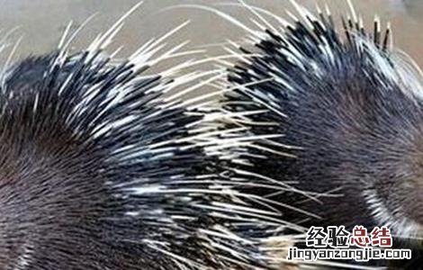 豪猪养殖风险有哪些 豪猪养殖风险有哪些问题