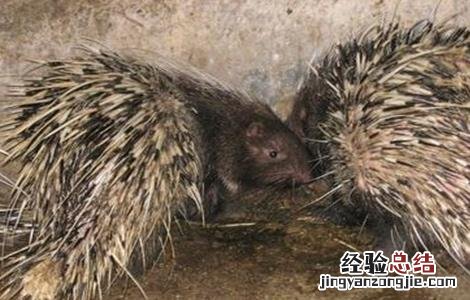 豪猪养殖风险有哪些 豪猪养殖风险有哪些问题