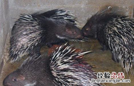 豪猪养殖风险有哪些 豪猪养殖风险有哪些问题