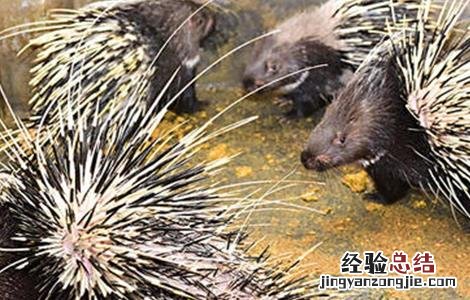 豪猪养殖风险有哪些 豪猪养殖风险有哪些问题