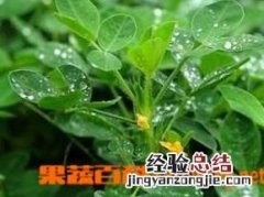 花生叶的药用价值和功效与作用 花生叶的药用价值和功效