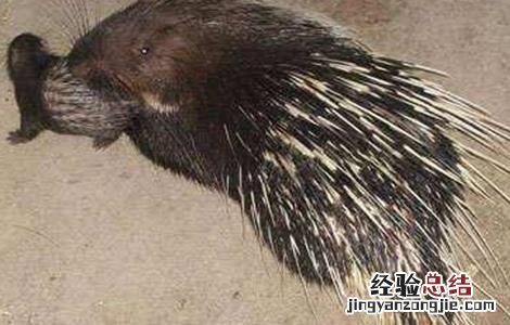 豪猪拉肚子用什么药 豪猪拉肚子怎么办