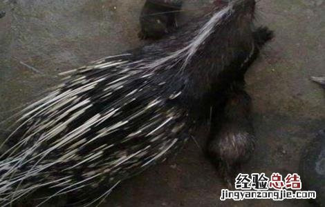 豪猪拉肚子用什么药 豪猪拉肚子怎么办