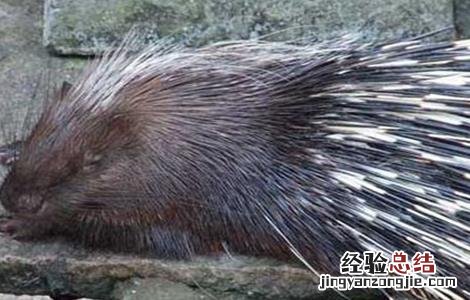 豪猪拉肚子用什么药 豪猪拉肚子怎么办