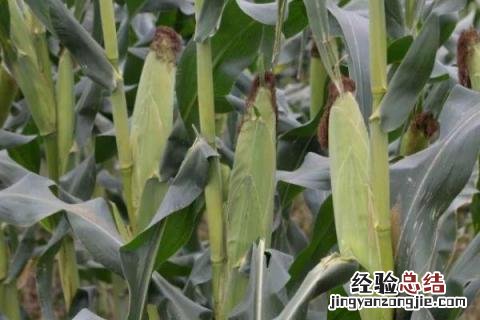 士惠623玉米种子品种介绍 玉米新品种士惠623