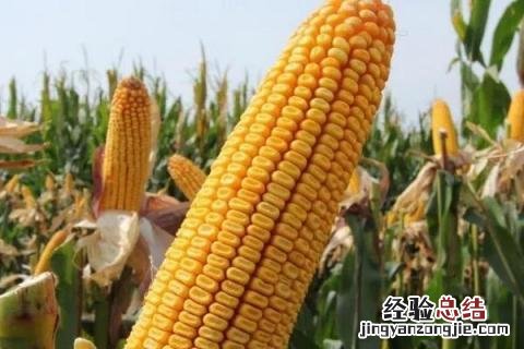 登海1717玉米种子 登海1717玉米种介绍