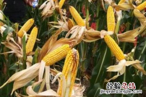 登海1717玉米种子 登海1717玉米种介绍