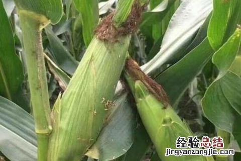 奥玉3111玉米品种介绍 奥玉3111玉米种子简介