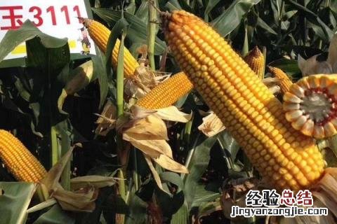 奥玉3111玉米品种介绍 奥玉3111玉米种子简介