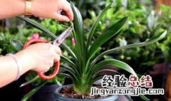 君子兰春季换土后的养护 君子兰春天换土后注意事项