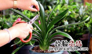 君子兰春季换土后的养护 君子兰春天换土后注意事项