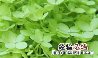 圆锥绣球如何养护 圆锥绣球如何养护视频